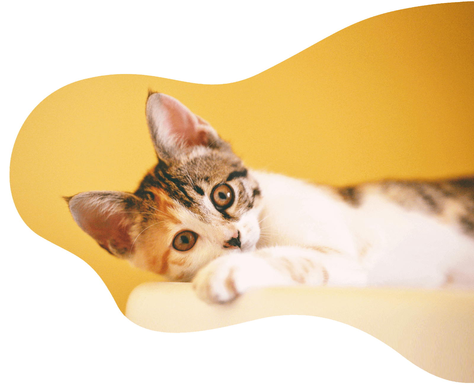 Süße Katze