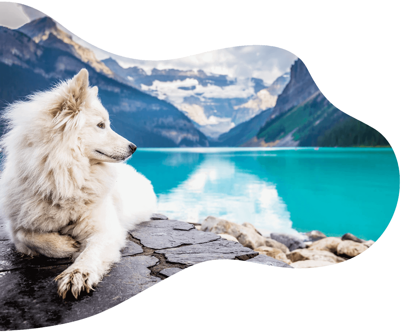 nasser hund