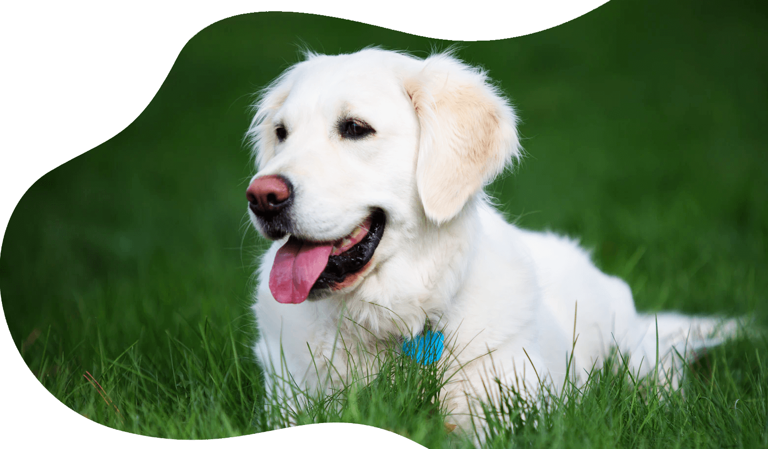 willfressen.at Golden Retriever