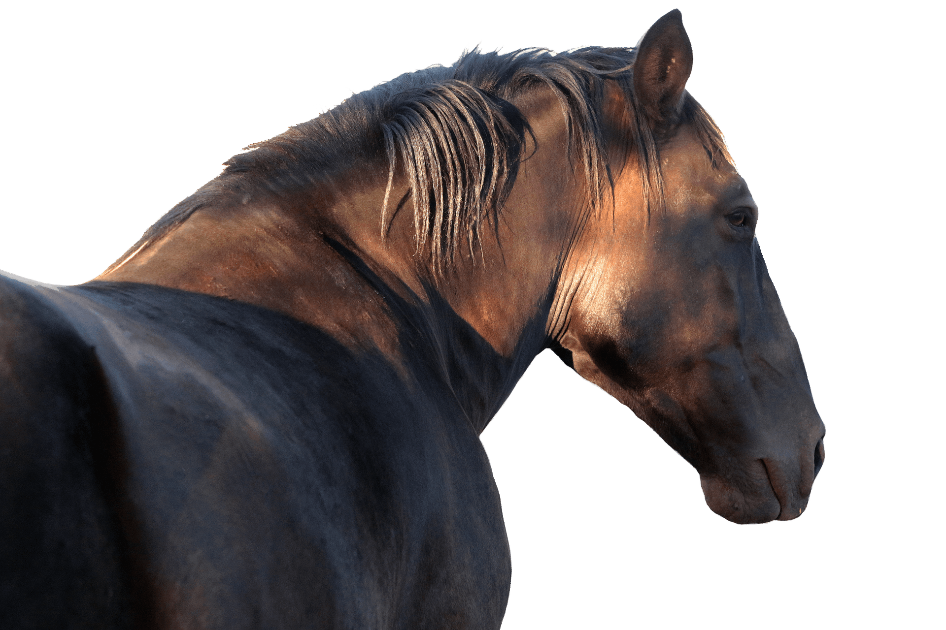 pferd willfressen.at