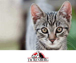 willfressen.at katze tackenberg